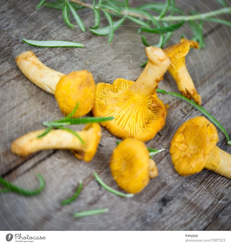 chanterelles Chanterelle Mushroom Fresh Raw Collection Vegetarian diet Rosemary Herbs Dish Eating Nutrition Vegetable Healthy Eating Forest Forest plant