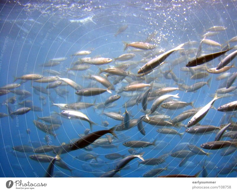 curious onlookers Ocean Seafood Animal Beautiful Turquoise Dream Beach Vacation & Travel Summer Bathroom Events Whale Shark Wet Zoo Bottom of the sea Deep Dive