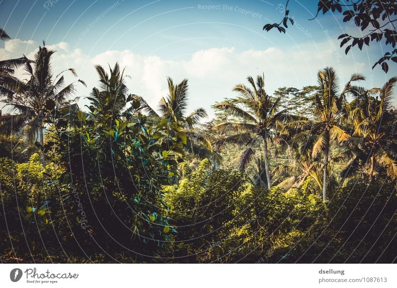 summer dreams. Environment Nature Landscape Plant Sky Clouds Summer Beautiful weather Warmth Tree Foliage plant Palm tree Virgin forest Natural Juicy Wild Blue