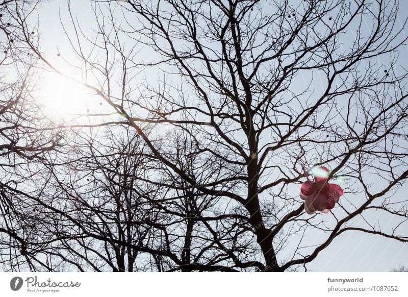 Balloon vs. sunshine Sky Cloudless sky Winter Plant Tree Joy Pink Party Wedding Feasts & Celebrations Bleak Hang Unreachable Happy Colour photo Exterior shot