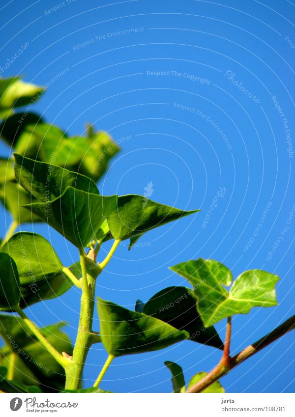 green and blue.... Green Ivy Summer Leaf Sky Garden Park Blue jarts