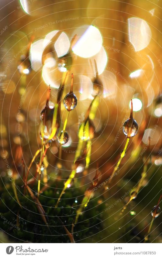 The origin of all things is small. Nature Plant Beautiful weather Moss Fresh Bright Natural New New start Small Drops of water Origin Gold Colour photo