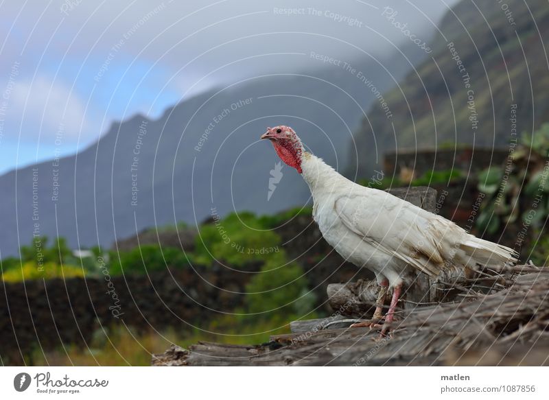 runaway Landscape Plant Sky Clouds Spring Weather Beautiful weather Garden Mountain Peak Deserted Animal Pet Farm animal 1 Blue Brown Green Red White Freedom