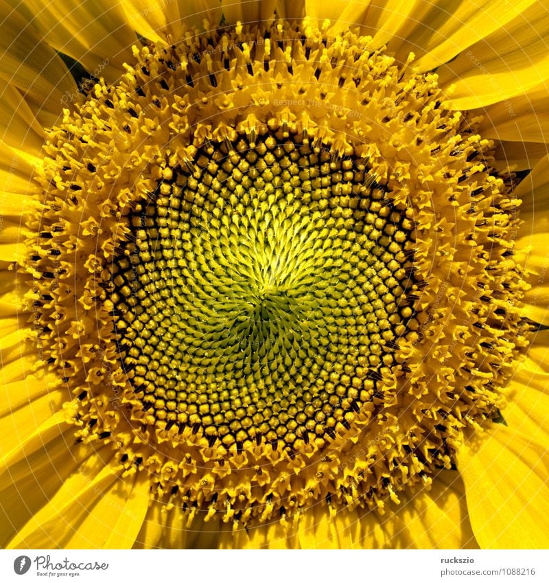 Sunflower, Helianthus, annuus, oil plant, Nature Flower Blossom Wild plant Yellow Gold energy plant energy crops industrial plants useful plants bioenergy plant