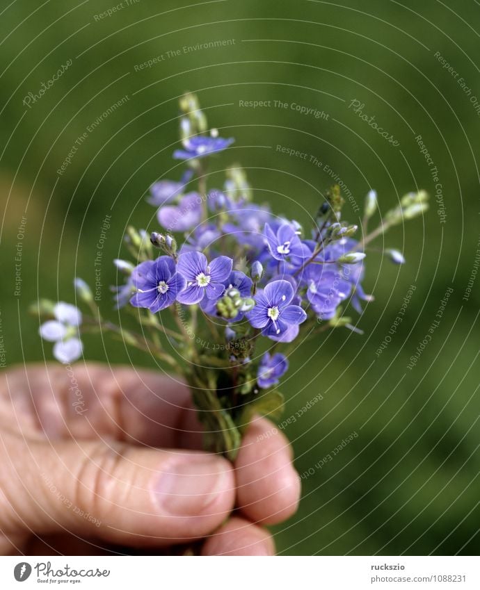 Little bouquet, Gamander Speedwell, Hand Nature Flower Blossom Bouquet Small Blue Bird's eye Veronica gamander chamaedrys honorary prize Ostrich