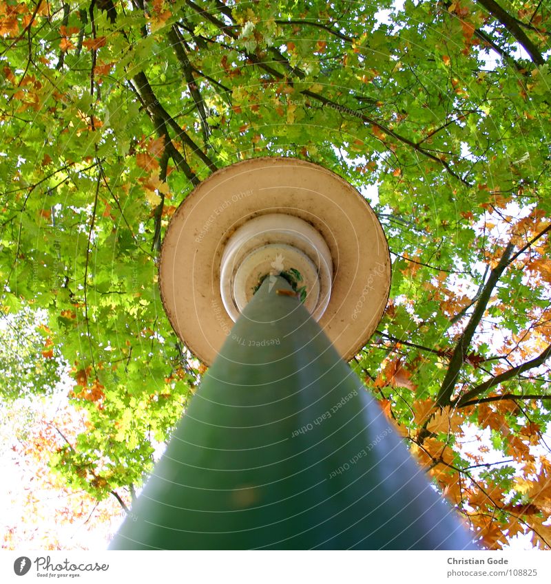 high out Street lighting Tree Worm's-eye view Green Brown Lamp Triangle Night Parking lot Autumn Things Circle Pole leaves Branch