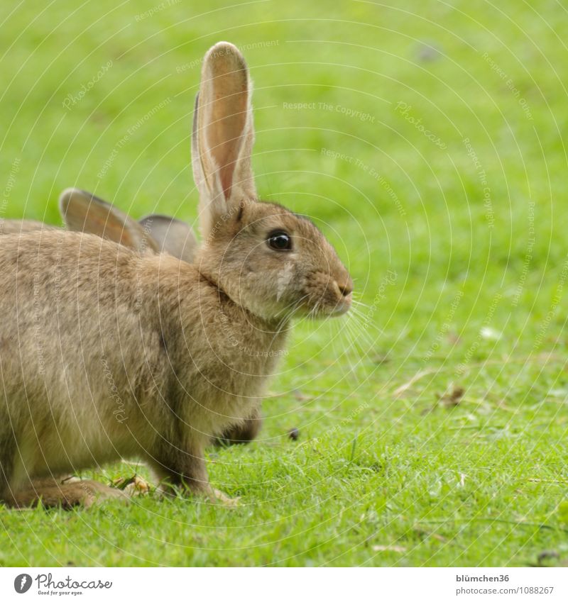 Spoons up!!! Animal Animal face Pelt Hare & Rabbit & Bunny Farm animal Rodent Easter Bunny Ear Head Nose Cuddly Natural Brown Hare ears Rabbit's foot Listening