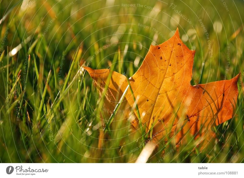 autumn leaf Autumn Leaf Meadow Morning Macro (Extreme close-up) Close-up Lawn Sun Rope sheep depth grass Blue Orange Friedrichshagen