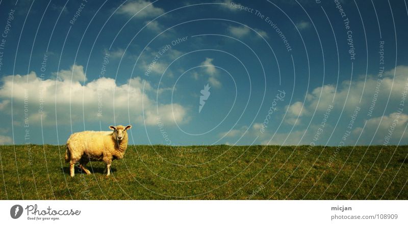 Moo! Sheep Animal Livestock Wool Ball of wool Farm Sweater Yellow Green Meadow Field Clouds Individual Loneliness Horizon Dike Grass Baaa