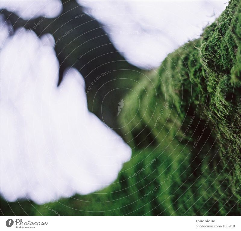 unshaven Tree Green Fog Overgrown Blur Fresh Macro (Extreme close-up) Close-up Autumn Old Branch Nature Detail