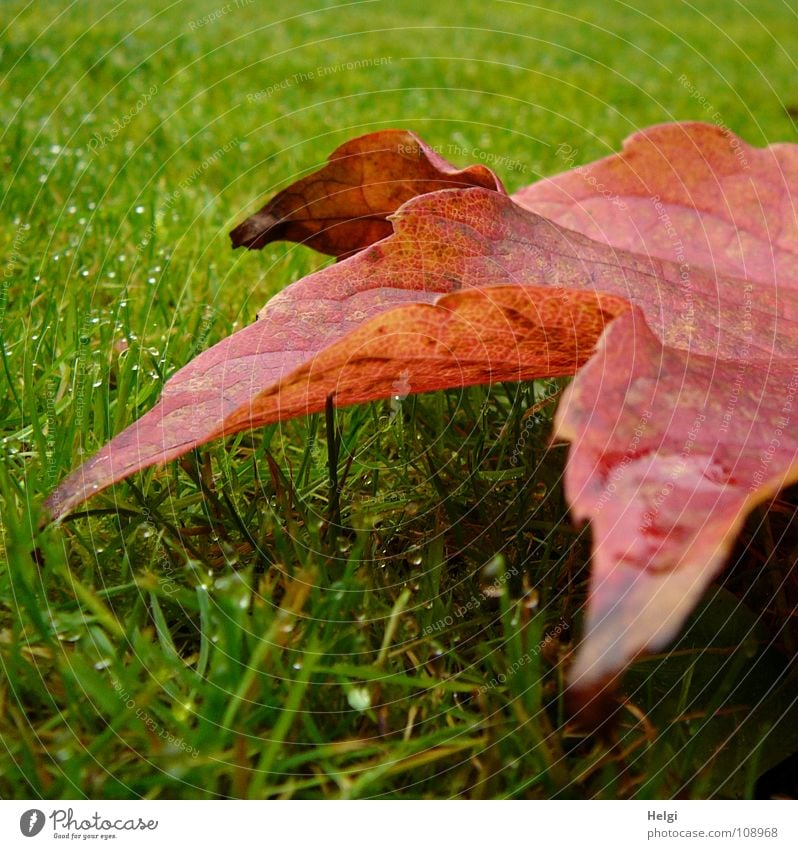 red-green... Autumn Leaf Vine leaf Red Multicoloured Meadow Grass Blade of grass Vertical Stand Morning Dew Wet Vessel Green Brown Yellow