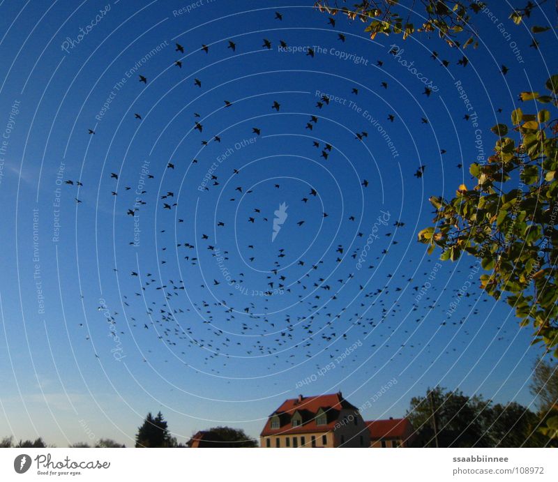 South Bird Flock of birds Autumn Sky blue Longing Physics Leaf Beautiful sunny day Warmth golden october south