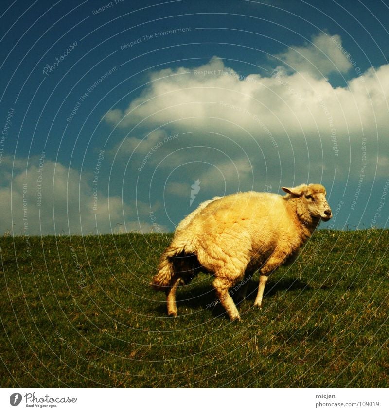 No. 5 Urinate Sheep Animal Livestock Wool Ball of wool Farm Yellow Green Meadow Clouds Individual Loneliness Horizon Dike Grass Baaa Yellowness Farm animal