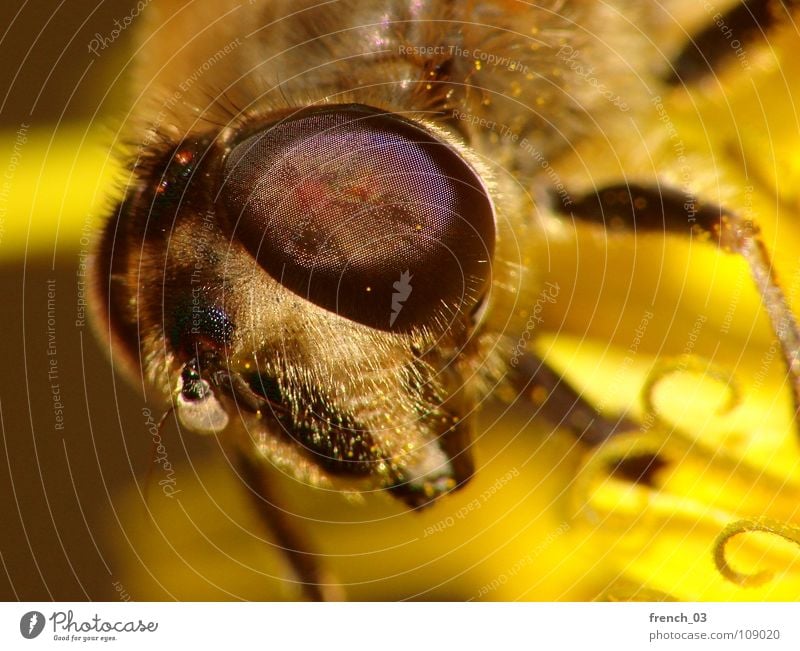 eye(s) of a stranger Hover fly Compound eye Legs Yellow Large Light Dipterous Insect Suck Stamen Disgust Macro (Extreme close-up) Near Looking Monster Animal