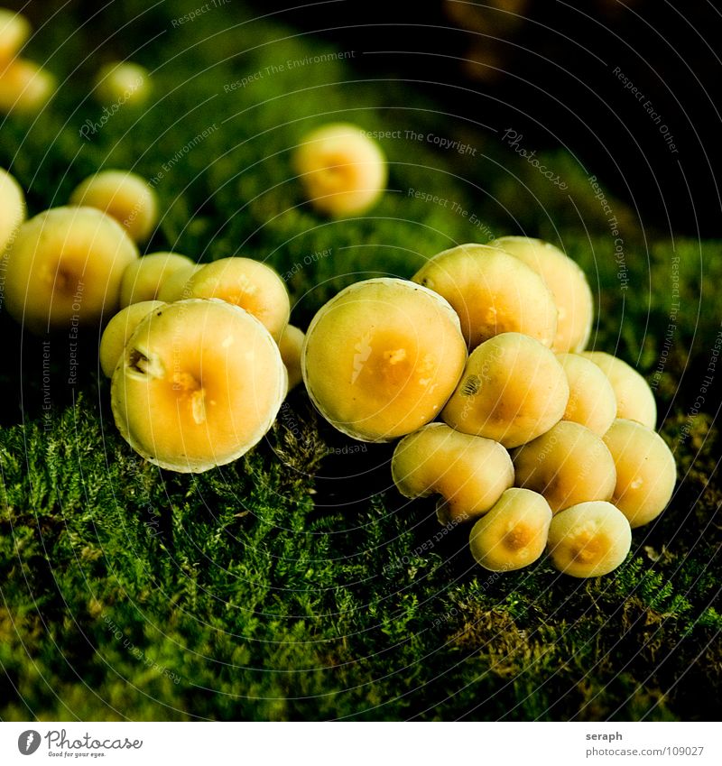 Mushrooms Moss Spore Lichen Nature Multiple Accumulation Mushroom cap Environment Plant Botany Autumn Autumnal Ecological mycology Symbiosis Detail