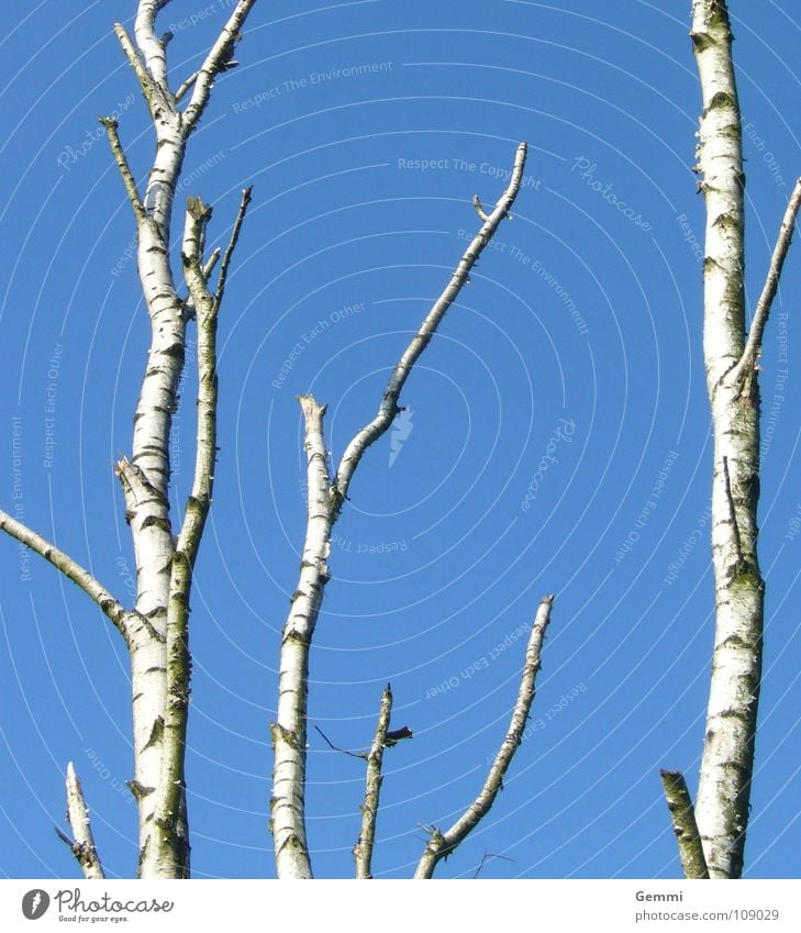 birch sky White Tree Cold Demanding Clump of trees Winter Autumn Tree bark Blue Sky Tree trunk