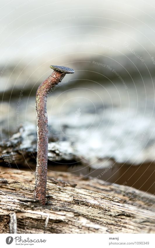 Nagelyoga for beginners Craft (trade) Construction site Nail Metal Steel Rust Old Small Brown Unwavering Humble Sadness Grief Broken Curved Patina Decompose