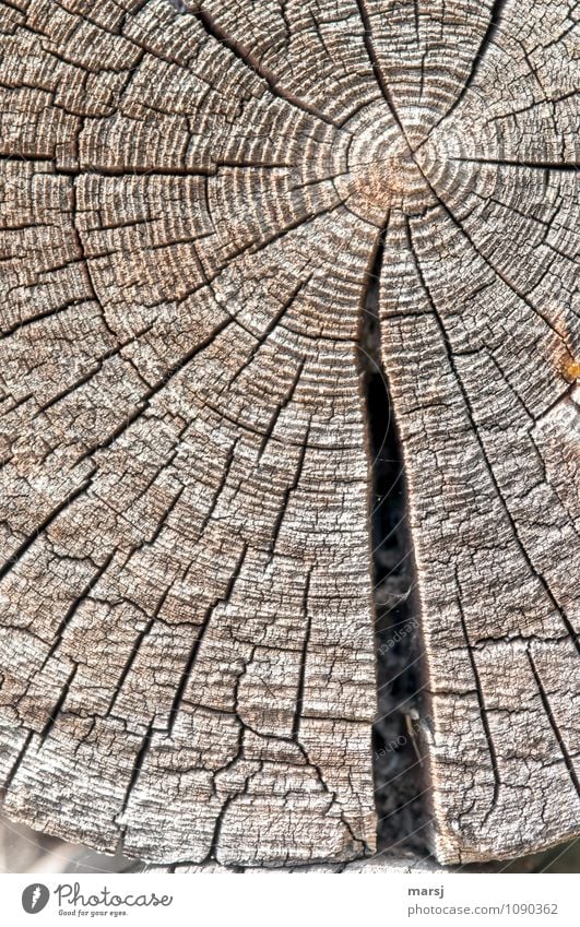 Into the centre annual rings Tree trunk Annual ring Wood Crack & Rip & Tear Old Authentic Simple Weathered Patina Colour photo Subdued colour Exterior shot