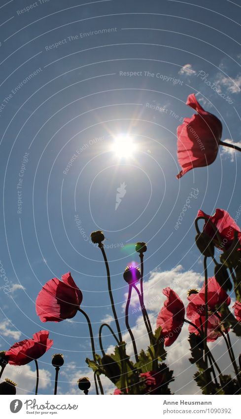 Poppy in the sun Gardening Summer Sun Environment Nature Plant Sky Sunlight Beautiful weather Flower Blossom Park Meadow Field Poppy blossom Blossoming Positive