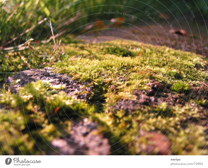 moss-free Grass Green Meadow Nature Moss