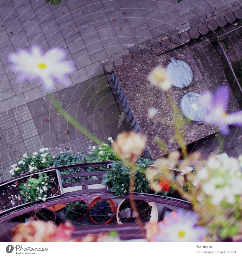 flower wall Flower Balcony Asphalt Gray Summer Above Deep Blue Cobblestones waste bin lid autumn and winter Blur Faded