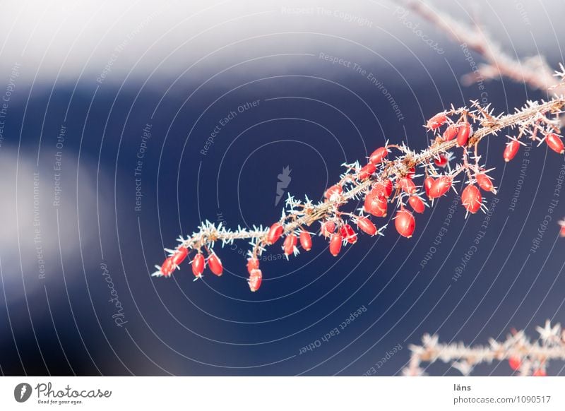 cheerful to frosty Environment Winter Ice Frost Plant Barberry Garden Bizarre Uniqueness Thorny Red Blue Cold Ice crystal Exterior shot Deserted Sunlight