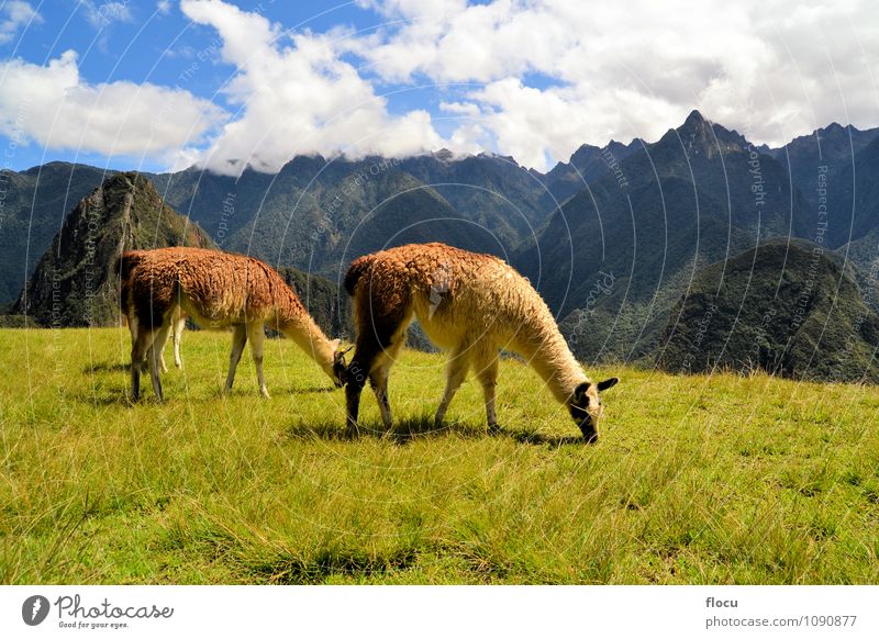 Pair of llamas in the Peruvian Andes mountains near Machu Picchu Vacation & Travel Tourism Mountain Nature Landscape Earth Sky Clouds Fog Grass Town Ruin