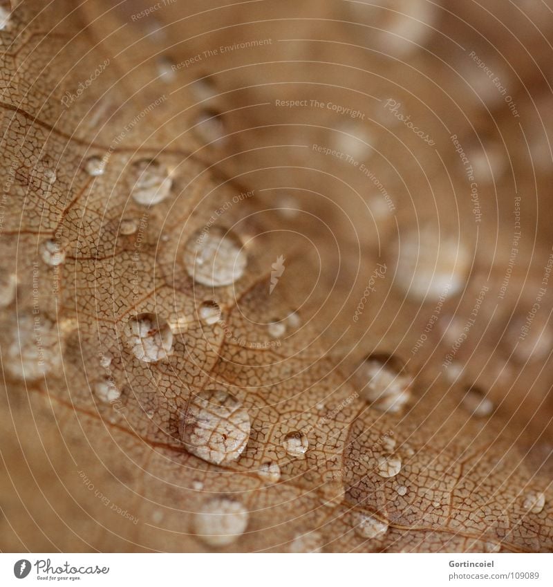 autumn rain Leaf Rain Enlarged Autumn Thread Brown White Black Plant Macro (Extreme close-up) Close-up Magnifying glass Drops of water Vessel Colour Orange