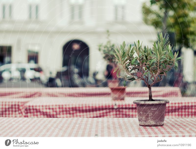 mediterranean feeling Style Trip Hospitality Table Checkered Reddish white White Plant Tree Citrus fruits Beer table Folding table Roadside Death Loneliness