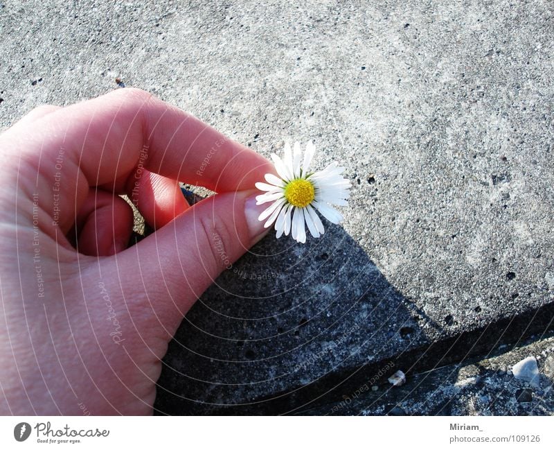 chamomile Summer Chamomile Flower Beautiful Sweet Friendliness Romance Asphalt Wonder Joy beauty Nature nice Weather Medicinal plant Weed