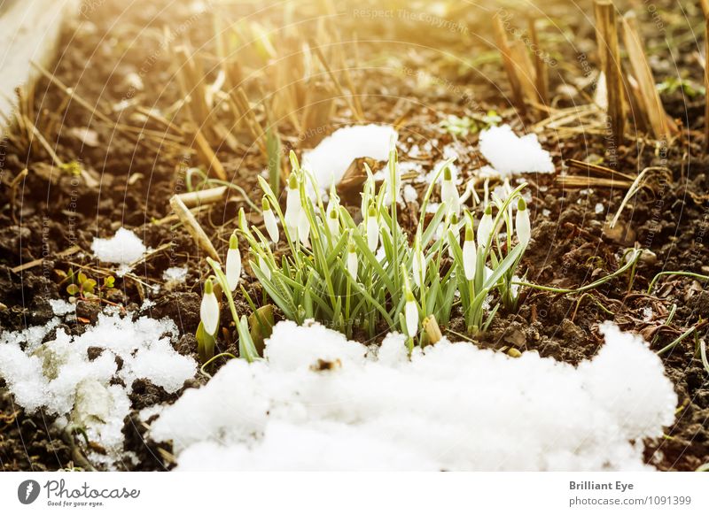 Snowdrops with a crease Winter Nature Plant Jump Flower Snowfall Spring Covered Sunlight Sunbeam Frost Garden onset of winter Dusk Freeze Close-up Colour photo