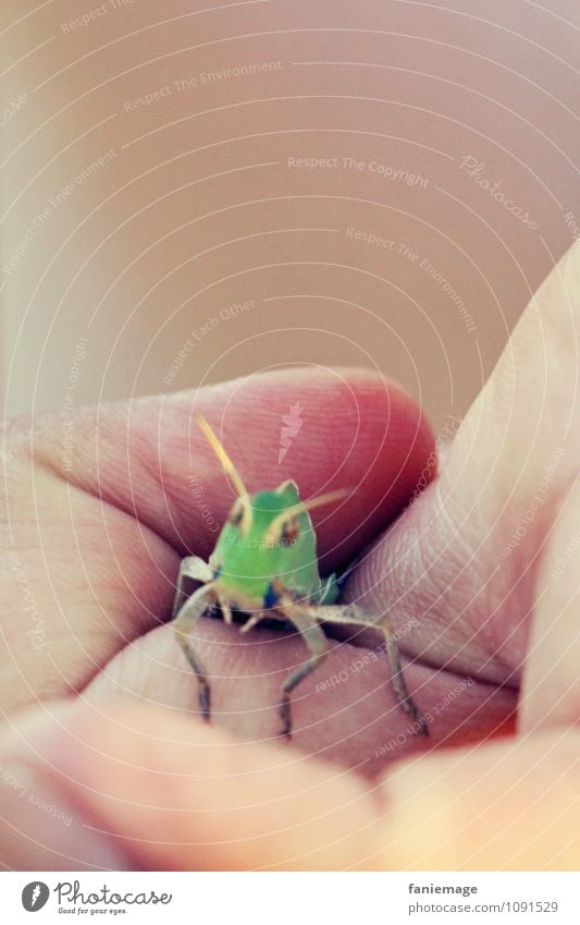 captive Environment Nature Park Meadow Field Catch Captured Locust Dryland grasshopper Green Hand Fingers Insect House cricket Palm of the hand Fist