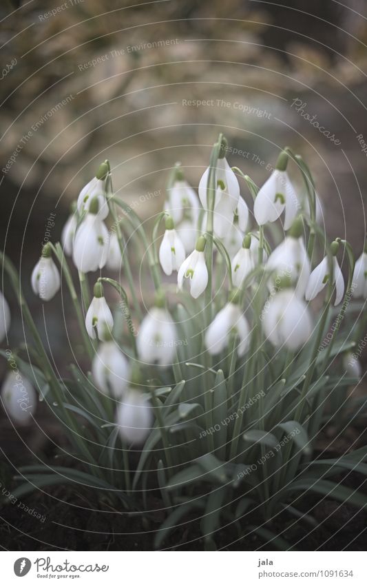 snowdrops Environment Nature Spring Plant Flower Leaf Blossom Wild plant Snowdrop Garden Esthetic Friendliness Natural Beautiful Colour photo Exterior shot