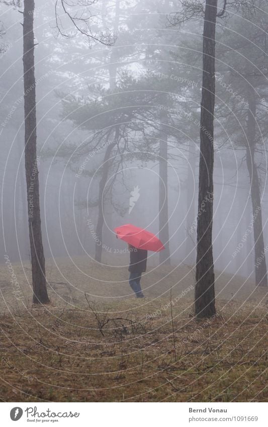 |,| Human being Child Girl Infancy 1 8 - 13 years Environment Nature Plant Emotions Moody Red Umbrella To go for a walk Going Tree trunk Pine Forest Grass Fog