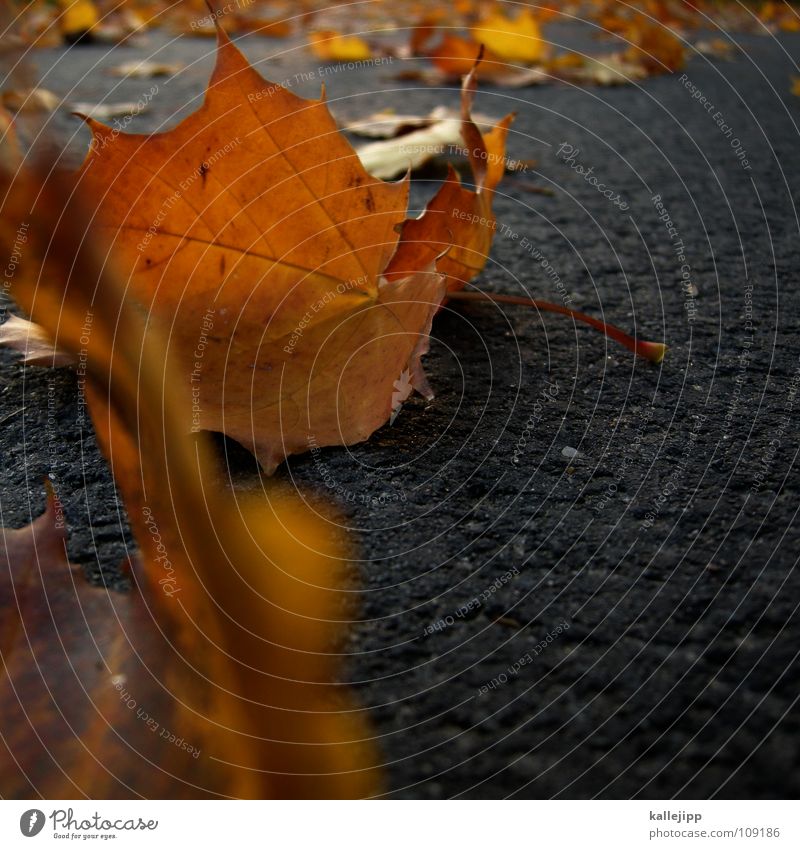 sweep Leaf Tree Autumn Sunlight Maple tree Canada Asphalt autumn sun autm cycleway Lanes & trails Gold miner moth leaf gold kallejipp