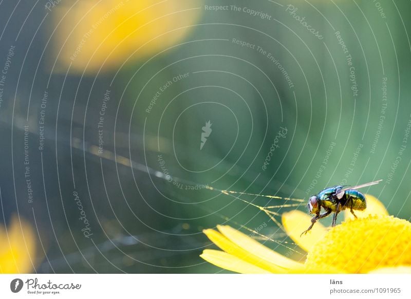 spiderfoe Fly Spider's web Summer Blossom Blossoming Flower Wait Nature Insect