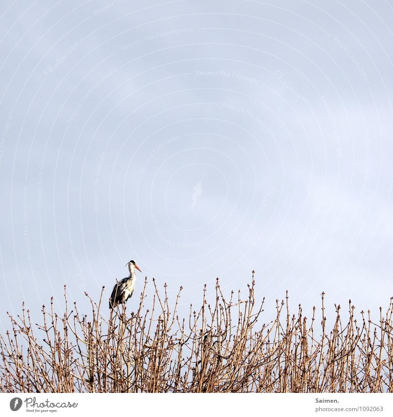 on top of Environment Nature Animal Plant Tree Forest Wild animal Bird 1 Observe Sit Exceptional Heron Grey heron Beak Sky Guard Branch Treetop