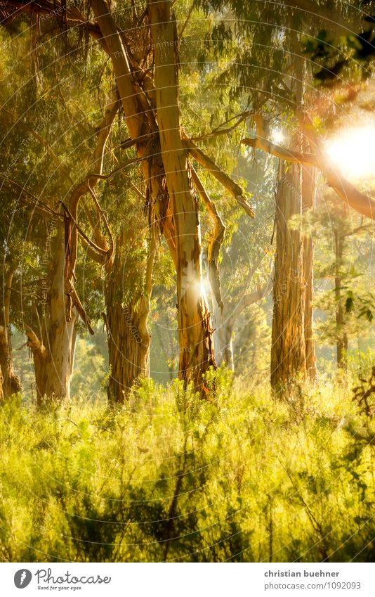 forest Landscape Sun Sunrise Sunset Sunlight Summer Tree Bushes Moss Fern Foliage plant Forest Moody Happy Contentment Joie de vivre (Vitality) Spring fever