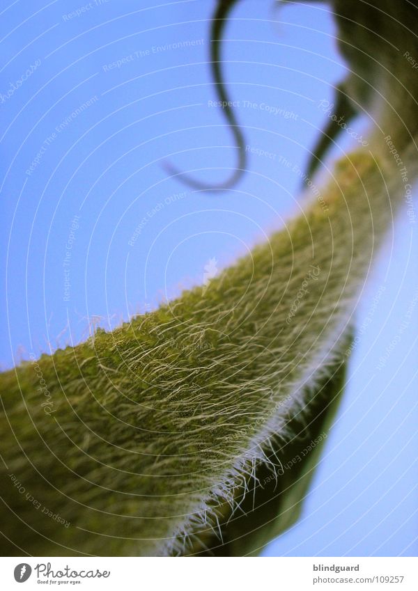 the sky is the limit Sunflower Bulb Blossom Green Plant Biology Gardener Summer Perspective Tendril Flourish Growth Occur Blossoming Deploy Aspire Damp Wet