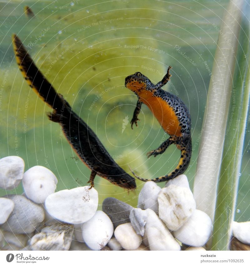 Alpine newt; Ichthyosaura; male, female Nature Animal Water Spring Pond Authentic Together Multicoloured Black Propagation alpestris feminine water costume