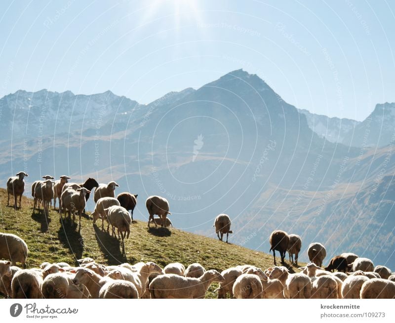 count sheep Mountain range Sheep Flock Back-light Wool Grass Switzerland Alp Flix Canton Graubünden Animal Country life Farm Pelt Lamb Meadow Sun Pasture