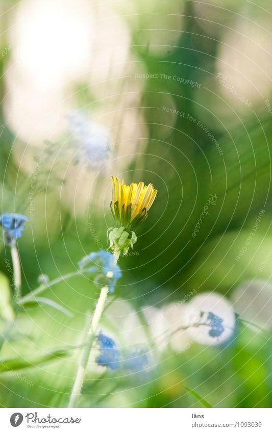 budding Environment Nature Landscape Plant Sunlight Spring Summer Flower Grass Wild plant Garden Park Meadow Growth Natural Beginning Change Forget-me-not