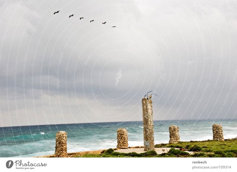 Windstorm on the horizon Ocean Clouds Storm Bird Beach Waves Broken Destruction Gloomy Loneliness Gale Gray Ruin Autumn Sky Rain Weather Flying