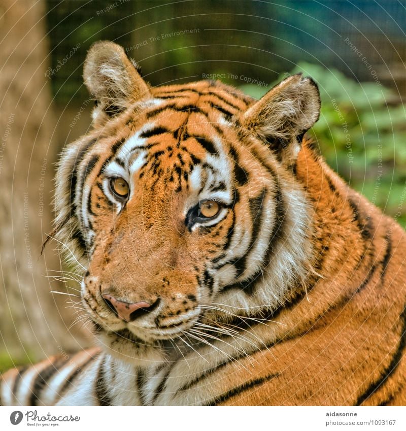 tiger Animal Wild animal Cat Animal face Pelt Tiger 1 Cool (slang) Big cat Calm Colour photo Exterior shot Deserted Day Portrait photograph