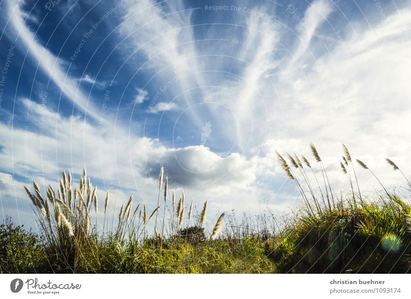 Love is in the air Nature Sky Clouds Summer Beautiful weather Plant Bushes Meadow Hill Blue Yellow Green White Happy Contentment Joie de vivre (Vitality)