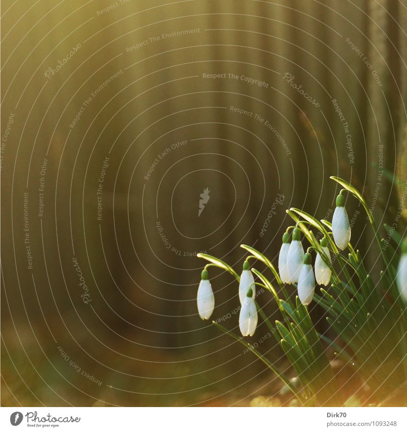 springtime Nature Plant Sunlight Spring Climate Beautiful weather Flower Blossom Snowdrop Garden Park Germany Fence Garden fence Blossoming Illuminate Growth