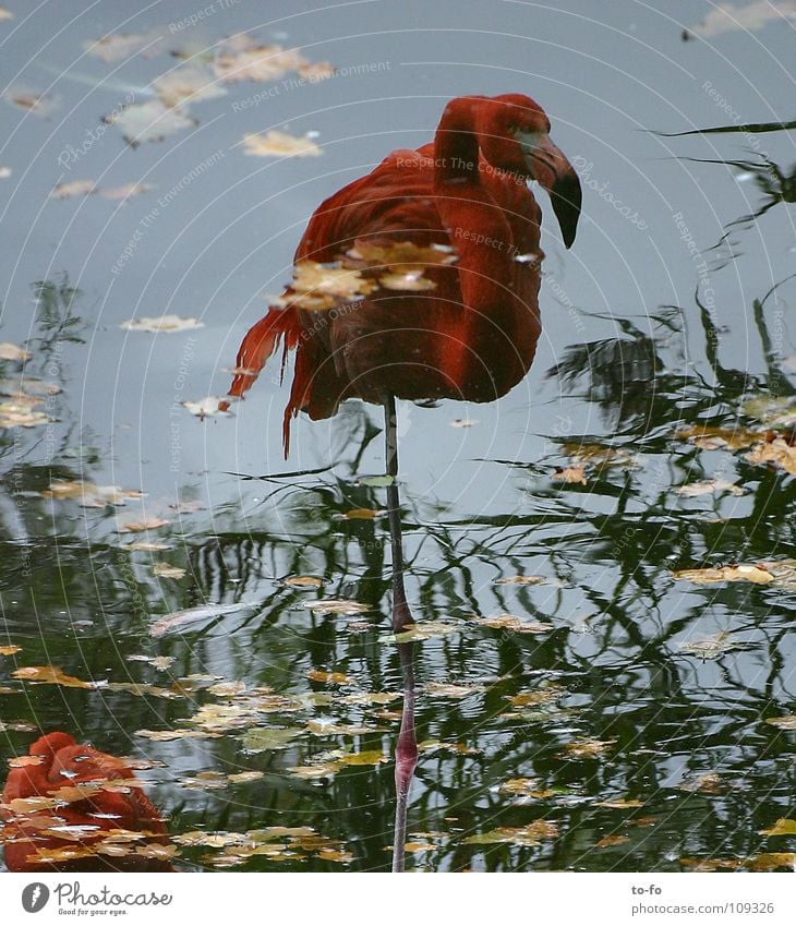 flamingo Flamingo Mirror Animal Bird Zoo Autumn Pond Water