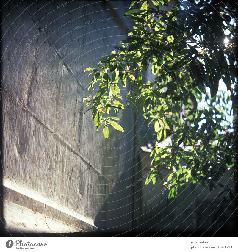 analog is nicer. Art Nature Beautiful weather Tree Leaf Park Potsdam Deserted House (Residential Structure) Industrial plant Factory Wall (barrier)