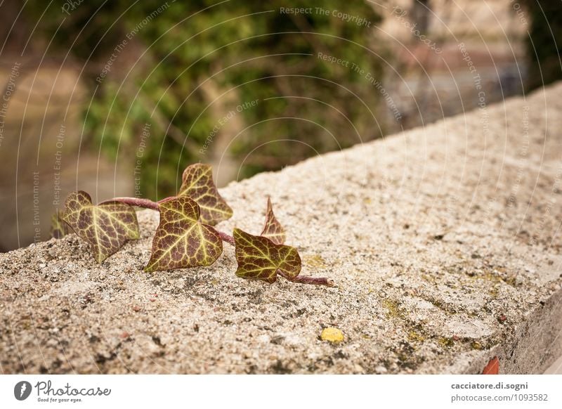 And finally at the top Environment Autumn Beautiful weather Plant Ivy Foliage plant Wild plant Garden Park Wall (barrier) Wall (building) Discover Simple