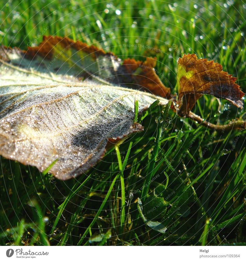 damp and cold... Autumn Autumn leaves Leaf To fall Multicoloured Cold Damp Wet Morning Dew Stalk Vessel Grass Meadow Blade of grass Illuminate Glimmer Clover